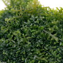 (水草)モスsp.(国産)バラ(無農薬)(5カップ)