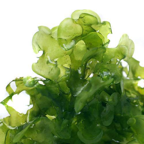 （水草）モスファン（無農薬）（3カップ）