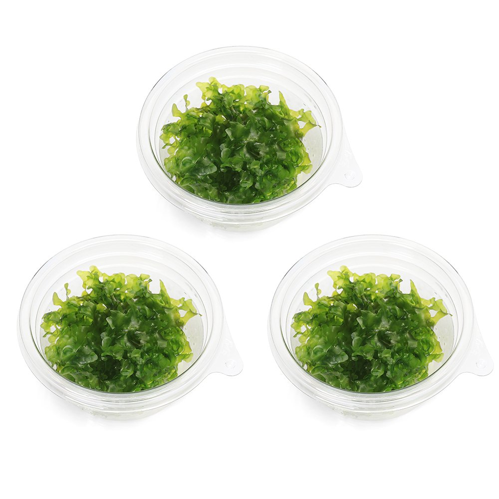 （水草）モスファン（無農薬）（3カップ）