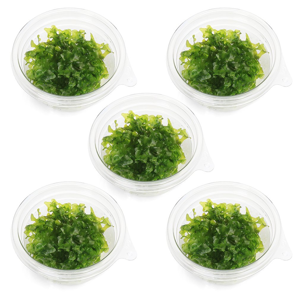 （水草）モスファン（無農薬）（5カップ）