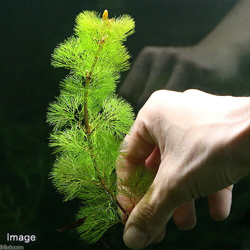 �ʿ���˥������������������������ܥ�С�10�ܡ�