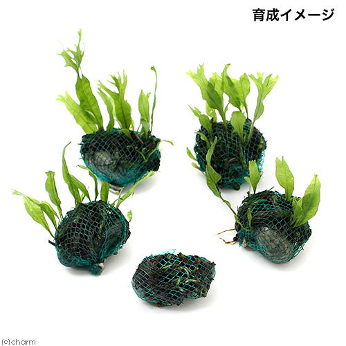 charm 楽天市場店の（水草）巻きたて　お楽しみミクロソリウム　ボール（無農薬）（3個）｜アングル2