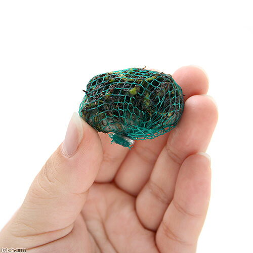 charm 楽天市場店の（水草）巻きたて　お楽しみミクロソリウム　ボール（無農薬）（3個）｜アングル3