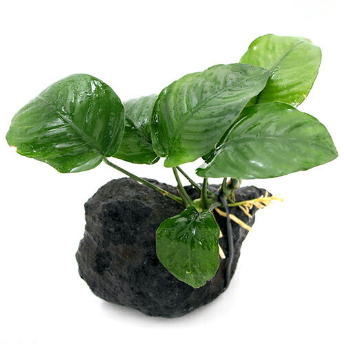 （水草）アヌビアス　バルテリー　溶岩石付（1個）（約10cm）