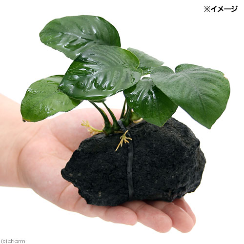 �ʿ���˥��̥ӥ������Х�ƥ꡼���ϴ����ա�1�ġˡ���10cm��