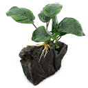 (水草)アヌビアス バルテリー 風山石付(1個)(約10cm)