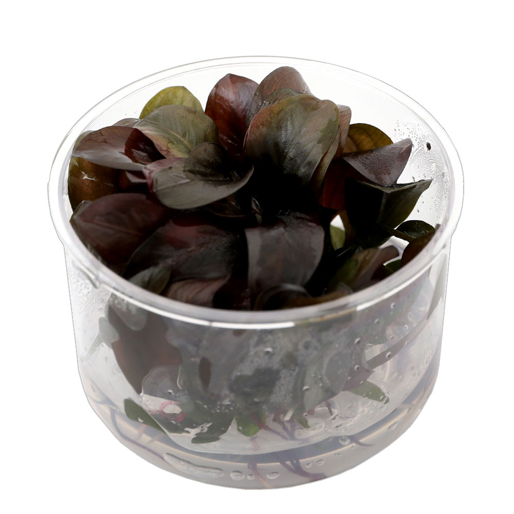 （水草）組織培養　エキノドルス　レニ（無農薬）（1カップ）