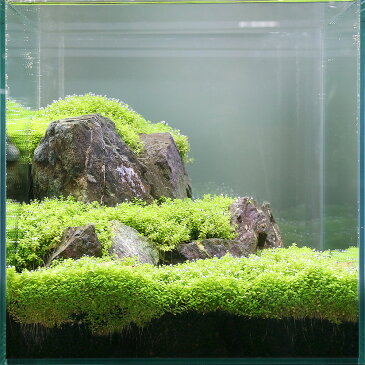 (水草)風山石とキューバパールグラス 30cmキューブ水槽用レイアウトセット(無農薬) 本州四国限定