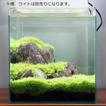 (水草)風山石とキューバパールグラス 30cmキューブ水槽用レイアウトセット(無農薬) 本州四国限定