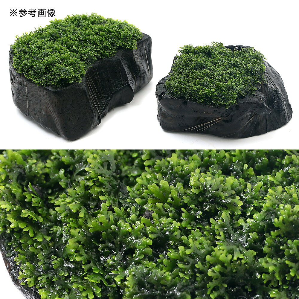 （水草）★育成済★　プレミアムグリーンモス　切り株流木LOWタイプ　Мサイズ（水中...