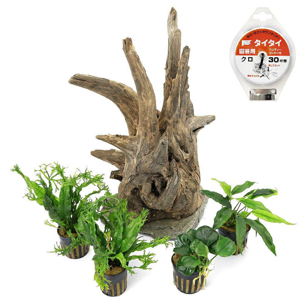 （水草）一点物　レイアウト流木と水草セット　NO．81（水上葉）（1セット）本州四...
