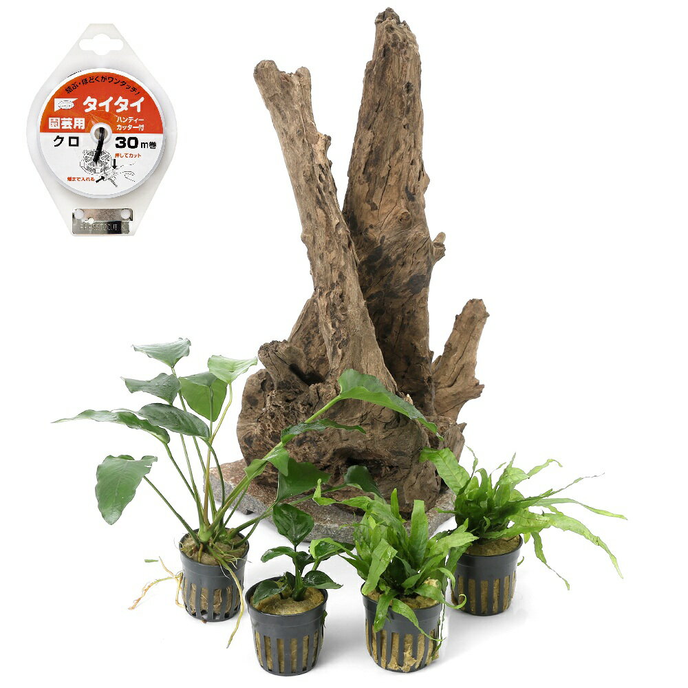 樂天商城 - （水草）一点物　レイアウト流木と水草セット　NO．86（水上葉）（1セット）本州四国限定