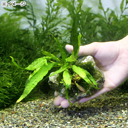 （水草）草たちの水景　風山石　ver．ミクロソリウム（1個）
