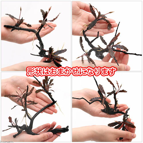 �ʿ���˴������ơ����ޤ����֥��ե����ɥ顡�޾�ή�ڡ�S�������ʷ������ޤ�������15cm�ˡ�̵�����ˡ�1�ܡ�