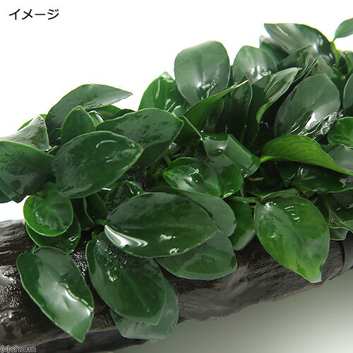 （水草）アヌビアスナナ　プチ　流木　Lサイズ（水上葉）（1本）（約25cm）