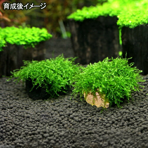 （水草）巻きたて　ライフマルチ（茶）フジウロコゴケ（スパーテンモス）（無農薬...