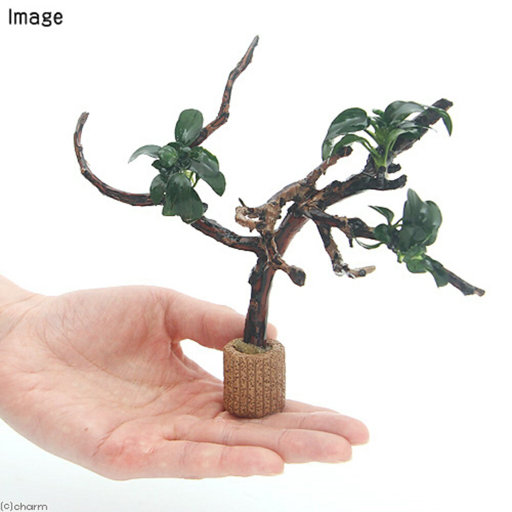 �ʿ���˥��̥ӥ����ʥʡ��ץ����֥����ץ���̵�����ˡ�1�ܡˡ����չ�˼��