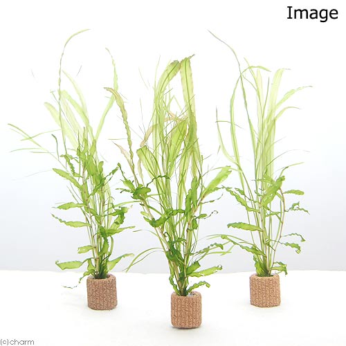 charm 楽天市場店の（水草）ライフマルチ（茶）ポタモゲトンミックス（水中葉）（1個）｜アングル2