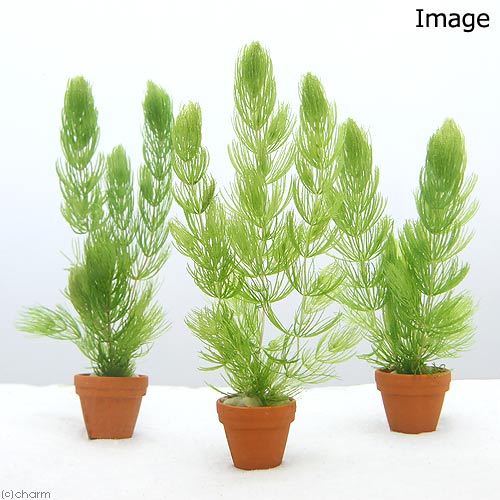 �ʿ���˥ޥĥ⡡�ץ��ǾƤ�ȭ��̵�����ˡ�1�ġ˥������������������������