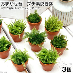 （観葉植物）苔　おまかせ苔　プチ素焼き鉢（3個）【HLS_DU】