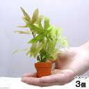 (水草)プチ素焼き鉢 入門種ミックス(水中葉)(3個)