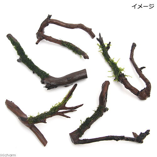 charm 楽天市場店の（水草）おまかせモス系水草付カット枝状流木（水中葉）（約10cm）（3個）｜アングル2