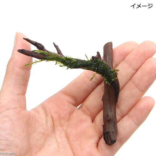 charm 楽天市場店の（水草）おまかせモス系水草付カット枝状流木（水中葉）（約10cm）（3個）｜アングル3