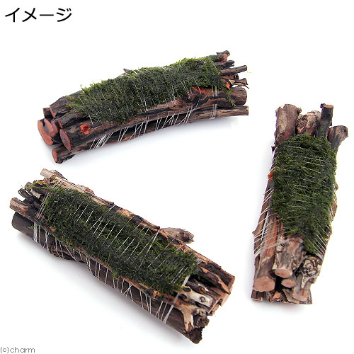 （水草）巻きたて　ウォーターフェザー　エビ長屋（約10cm）（水中葉）（無農薬）...