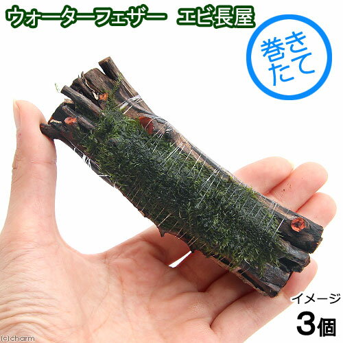 繊細なフサフサした葉が魅力的な種類です！（水草）巻きたて　ウォーターフェザー　エビ長屋発送サイズ（流木）10cm程度別名ウォーターフェザー学名（※）Fissidens　fontanus？（※）…改良品種や学名が不明の種は流通名での記載の場合があります。分類ホウオウゴケ科（Fissidentaceae）ホソホウオウゴケ属（Fissidens）分布北米？どんな種類？ホウオウゴケ科（Fissidentaceae）の植物。深緑色で柔らかい印象の美しいコケです。比較的新しく紹介された水草で、他にはないフサフサした質感が魅力的です。全体的にボリュームを増やしながら生長する種類なので、流木や石などに巻きつけられて使われます。綺麗に育てるには水温25度以下、ワンランク上のフィルター、CO2添加が必要です。CO2添加出来る環境であれば、比較的弱い光量でも育てることが可能な種類です。一度コケが発生すると処理が困難ですので、ミナミヌマエビ等をしっかり入れてください。柔らかい見た目に反してそれ程食害は受けにくいです。増殖はウィローモスなどと同じようにして増やすことが可能です。流木などに薄く（1枚が重ならない程度）置いてテグス等で固定することにより増やすことが可能です。巻きたてから1ヶ月程度すれば、ある程度見栄えがしてきます。育成要件＆データ育成難易度　→　★★★★☆光量　→　60cm20W2灯以上CO2　→　無くても可1滴／3秒（60cm標準水槽相当）pH　→　6〜7GH　→　0〜6kH　→　0〜6温度　→　20〜25底砂　→　ソイル、砂、大磯推奨水槽　→　30cm植栽位置　→　前■■■■■後草姿　→　コケ最大草姿　→　横50cm高さ50cm生長速度　→　速め増殖方法　→　枝わかれ※…育成環境は一例です。必ずしもこの環境下であれば育つことを確約するものではございません。注意※サイズ・形状等の指定は承っておりません。※画像はイメージです。※巻きたてでの発送となります。※流木は天然のものを使用しています。表面に樹皮や木くずなどが付着している場合がございますのでご使用時はご注意下さい。※形状はおまかせとなっております。予めご了承の上、お買い求めください。PSBQ10　ピーエスビーキュート　淡水用　30mL5個セット　光合成細菌　バクテリア　熱帯魚（生餌）淡水用　微生物で水質向上セット　エサ用ゾウリムシミックス＋PSBQ10　本州四国限定（エビ）ヤマトヌマエビ　国産（5匹）（エビ）ミナミヌマエビ（10匹）（＋1割おまけ）（熱帯魚）オトシンクルス（3匹）　北海道航空便要保温多機能リングろ材　LIFE　MULTI（ライフマルチ）　約500mL（16個入）Fe　Energy（エフイーエナジー）　アクア　濃縮タイプ　20mL　（水草の栄養液）形状お任せ　煮込み済み　極上流木　Mサイズ（約20〜30cm）　3本　アクアリウム　テラリウム　レイアウト素材形状お任せ　風山石　サイズミックス　5kg　国産品　45cm水槽向け　アクアリウム　レイアウト素材日本動物薬品　ニチドウ　水草が育つCO2リキッド　2本入　（緑） … sfset　_wp　_aqua　熱帯魚・エビ他　ウォーターフェザー　水草　モス　all_plants　wp_kywrd　流木　カット　製材　加工　20141208　bnrsgm141215　水草　1610mrs_wplant　wptop2_161005　wptop9_161012　水辺工房　20161109　YH　47house　catmosscreate2022waterfeather（水草）巻きたて　ウォーターフェザー　エビ長屋（約10cm）（水中葉）（無農薬）（1個）〜水辺工房〜構成する商品内容は在庫状況により予告無く変更になる場合がございます。予めご了承下さい。■この商品をお買い上げのお客様は、下記商品もお買い上げです。※この商品には付属しません。■PSBQ10　ピーエスビーキュート　淡水用　30mL5個セット　光合成細菌　バクテリア　熱帯魚（生餌）淡水用　微生物で水質向上セット　エサ用ゾウリムシミックス＋PSBQ10　本州四国限定（エビ）ヤマトヌマエビ　国産（5匹）（エビ）ミナミヌマエビ（10匹）（＋1割おまけ）（熱帯魚）オトシンクルス（3匹）　北海道航空便要保温多機能リングろ材　LIFE　MULTI（ライフマルチ）　約500mL（16個入）Fe　Energy（エフイーエナジー）　アクア　濃縮タイプ　20mL　（水草の栄養液）形状お任せ　煮込み済み　極上流木　Mサイズ（約20〜30cm）　3本　アクアリウム　テラリウム　レイアウト素材形状お任せ　風山石　サイズミックス　5kg　国産品　45cm水槽向け　アクアリウム　レイアウト素材日本動物薬品　ニチドウ　水草が育つCO2リキッド　2本入　（緑）