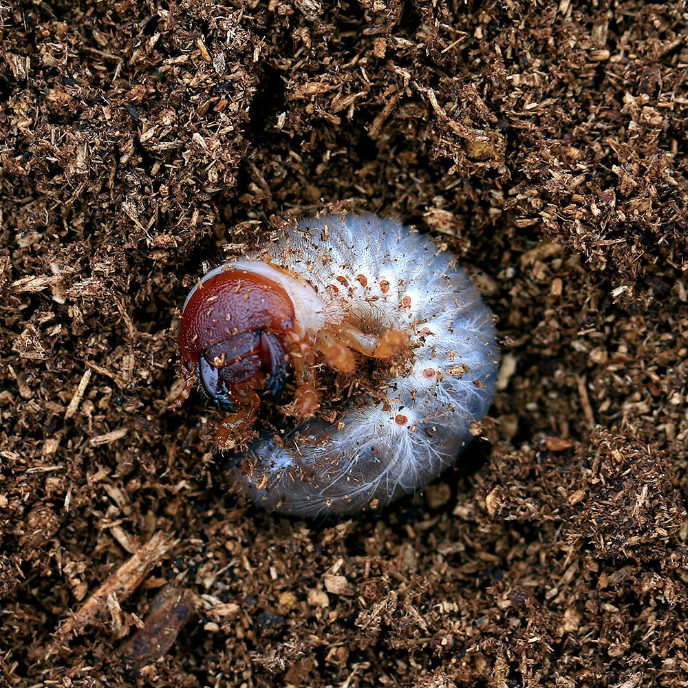 エレファスゾウカブト販売生体についてCBお届けするのは幼虫となります。別名—学名（※）Megasoma　elephas　elephas（※）…学名が不明の種は流通名での記載の場合があります。生息地メキシコ中央部、コロンビア北部飼育環境飼育温度：　20〜28℃産卵形態：　マット産み（完熟発酵マット）幼虫飼育：　完熟発酵マット幼虫期間：　1年半〜2年羽化後休眠期：　1．5〜3ヶ月総合難易度　★★☆☆☆※…飼育要件は一例です。必ずしもこの環境下であれば飼育・ブリードできることを確約するものではございません。どんな種類？世界で最も体重の重いゾウカブトの代表的な種です。全身を黄金の体毛が覆う美しい姿と、その巨体、複雑な胸角の造形が非常に魅力的です。角を除いたサイズはヘラクレスより大きく、その重量には驚かされます。エレファスはゾウを意味し、短い角は象の鼻のような形が特徴的です。美しい体毛は活動、後食が始まるとどんどん抜けてしまうため、標本などにする場合は早めに処置をする必要があります。大型種でありながら性格も温和で、飼育、ブリードは非常に容易で、産卵数も多いです。幼虫の期間が非常に長いゾウカブトの中でも、本種は1年半〜2年ほどで成虫になり、飼育しやすいことからゾウカブトの入門種ともいえます。ゾウカブトの仲間は頭角、胸角を除いた体長は世界最大で、重量も世界で最もあるグループです。幼虫期間が長く成虫は短命ですが、幼虫が育てやすく非常に大きくなることから、幼虫飼育を楽しむことができるグループです。大型のオスでは140gを越すような巨大な幼虫となり、成長の速さとサイズはゾウカブト飼育の醍醐味ともいえます。性格は温和で動きも非常におっとりしているため、ペアでの同居も不可能ではありません。活動開始後の成虫は非常に大食漢でエサが切れないように注意が必要です。活動開始後の寿命が短いため、ブリードのタイミングが重要です。幼虫から育てる場合は羽化ズレを抑えないと累代が難しくなってしまいます。繁殖産卵数は50〜100個と多く、外国産カブトムシの中でも簡単にブリードを楽しめます。成虫は短命なため、後食を開始して数週後、早めにブリードを開始する必要があります。大型種なので衣装ケースなどの大きなケース、良質な完熟発酵マットを使ってください。幼虫期間が長いため気長に飼育する必要がありますが、まめな管理をしなくても100mm程度の個体は作出可能です。大型個体の作出は低温管理と良質なマットがポイントですが、大型のオスは羽化に2年近くかかることから、1年半程度で羽化するメスと羽化時期のずれがネックとなります。羽化ズレを減らすには大型のケースで幼虫の多頭飼育や、オスとメスで温度管理で成長差を少なくする方法が一般的です。オスでも頭角がそれほど長くないため、中程度のプラケースで蛹化させても問題ありません。亜種メキシコ、グァテマラ、ホンジュラス等産基亜種：　ssp．elephasメキシコ産：　ssp．occidentalisコロンビア北部、ベネズエラ産：　ssp．iijimai昆虫マット　XLマット　カブト用　10L　カブトムシ　幼虫飼育　産卵　お一人様5点限りプリンカップ　大深　約680ml×10個　（DT129−700MTC）　カブトムシ　クワガタ　卵　幼虫　繁殖コバエシャッター　小　（230×153×173mm）　プラケース　虫かご　飼育容器　昆虫　カブトムシ　クワガタQBOX−30　（340×220×140mm）　1個　クワガタ　カブトムシ　飼育ケース　コンテナ　ボックス　産卵　ブリード … カブトムシ　幼虫　▲カブト　メガソマ　カブト・クワガタ・用品　カブトムシ・クワガタ　外国産カブト（幼虫）　iskwkn55　guctnd44　hlahe19　nokog35　エレファス・ゾウカブト　dominika0728　mushi0810_s　xms2wp8ug4q昆虫　xm2p8g_kabins　yrba9　kaijyo■この商品をお買い上げのお客様は、下記商品もお買い上げです。※この商品には付属しません。■昆虫マット　XLマット　カブト用　10L　カブトムシ　幼虫飼育　産卵　お一人様5点限りプリンカップ　大深　約680ml×10個　（DT129−700MTC）　カブトムシ　クワガタ　卵　幼虫　繁殖コバエシャッター　小　（230×153×173mm）　プラケース　虫かご　飼育容器　昆虫　カブトムシ　クワガタQBOX−30　（340×220×140mm）　1個　クワガタ　カブトムシ　飼育ケース　コンテナ　ボックス　産卵　ブリード