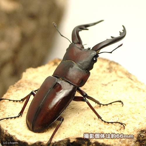 �ʺ���˥ȥ��Υ��ޥΥ����ꥯ�塞���������縩��Ƿ��Į���������2��3��ˡ�1ɤ�ˡ��̳�ƻ���彣�Ҷ������ݲ�