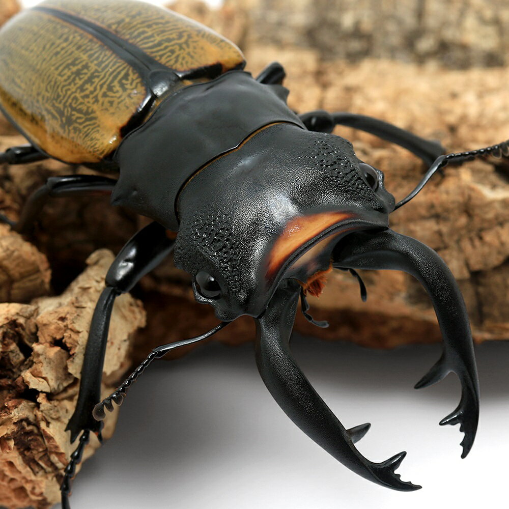 （昆虫）スペクタビリスツヤクワガタ　長歯型　スマトラ　パダン産　成虫　WD　75〜79mm（1ペア）　北海道・九州航空便要保温