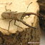 （昆虫）（オス単品）カナリクラトゥスホソアカクワガタ　ジャワ産（WC）　45～49mm（1匹）　北海道・九州航空便要保温