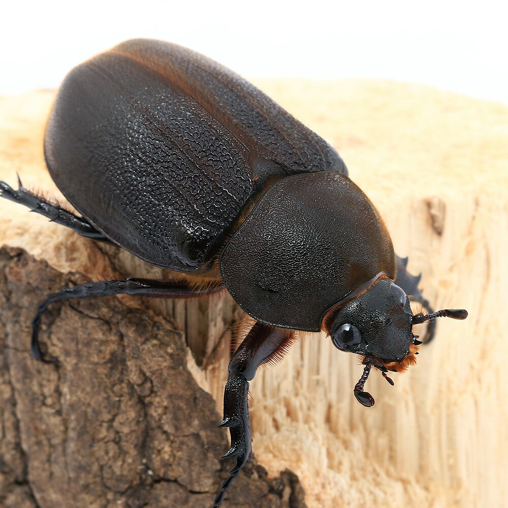 （昆虫）（メス単品）ヘラクレス・エクアトリアヌス　エクアドル産　成虫　サイズフリー（1匹）ヘラク..