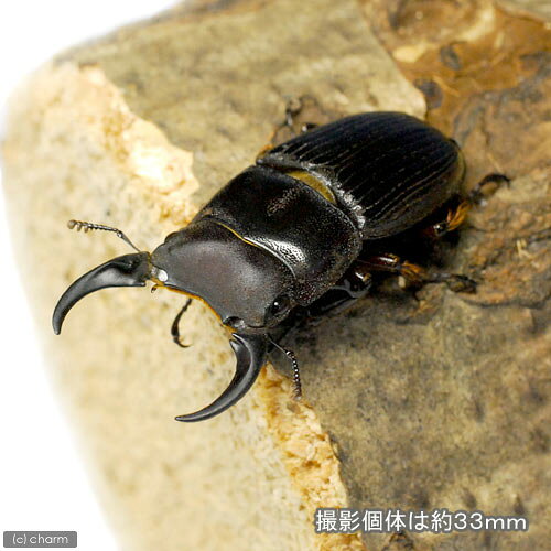 （昆虫）（メス単品）パラレルスネブトクワガタ　スマトラ産　成虫　WD　サイズフ...