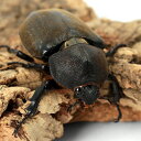 (昆虫)(メス単品)国産カブトムシ 成虫 WC サイズフリー(1匹)