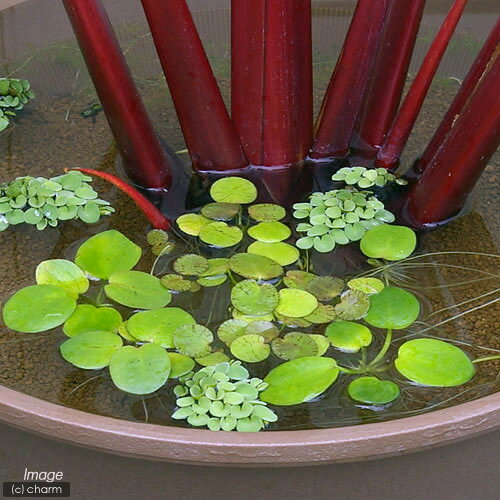 �ʥӥ��ȡ��ס˿�����ʪ�����ޥ���ե��å��ӥåȡ�̵�����ˡ�5����