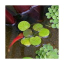 (ビオトープ)水生植物 ドワーフフロッグビット(無農薬)(10株) 北海道航空便要保温
