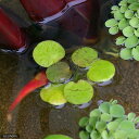 （ビオトープ）水辺植物　ドワーフフロッグビット（無農薬）（5株）