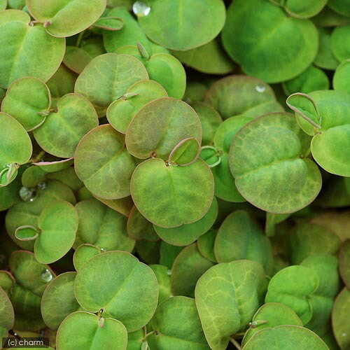 �ʥӥ��ȡ��ס˿�����ʪ���ե���󥵥����ե륤���󥹡�̵�����ˡ�10����