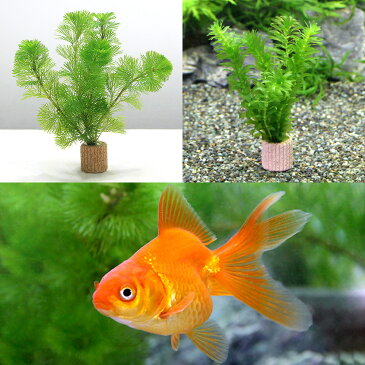 （金魚）（水草）ライフマルチ（茶）　メダカ・金魚藻セット＋よりなし琉金　素赤〜更紗（3匹）