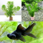 （金魚）（水草）ライフマルチ（茶）　メダカ・金魚藻セット＋黒出目金（1匹）　北海道・九州航空便要保温