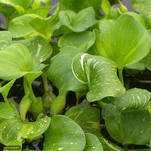 �������������ۥƥ����5���ˡ����������������񾲡�������ۥƥ�������