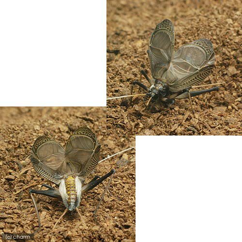 charm 楽天市場店の（昆虫）スズムシ　鈴虫　オス　成虫　CB（3匹）｜アングル3