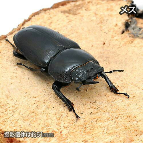 （昆虫）国産オオクワガタ　産地累代数不明　幼虫（初〜2令）（5匹）