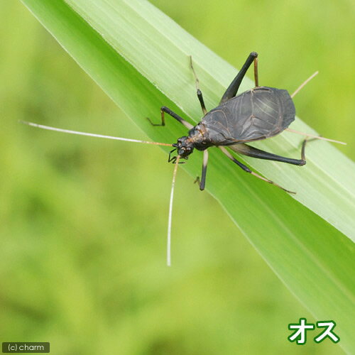 (昆虫)スズムシ 鈴虫 メス 成虫 CB(10...の紹介画像2