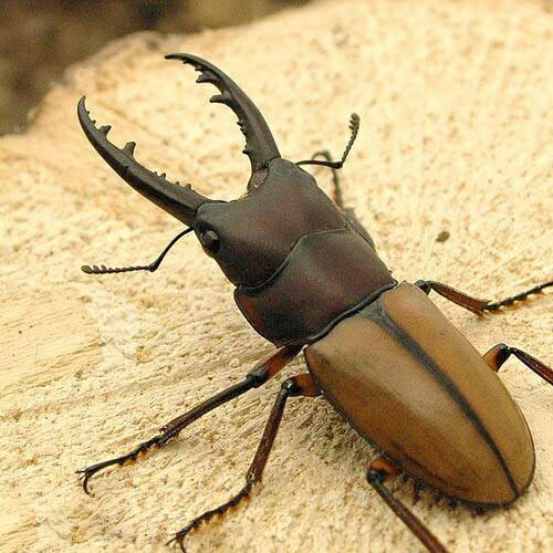 �ʺ���˥֥륤����Υ����ꥯ�塞�������饦��������WC��40��44mm��1�ڥ��ˡ��̳�ƻ���彣�Ҷ������ݲ�