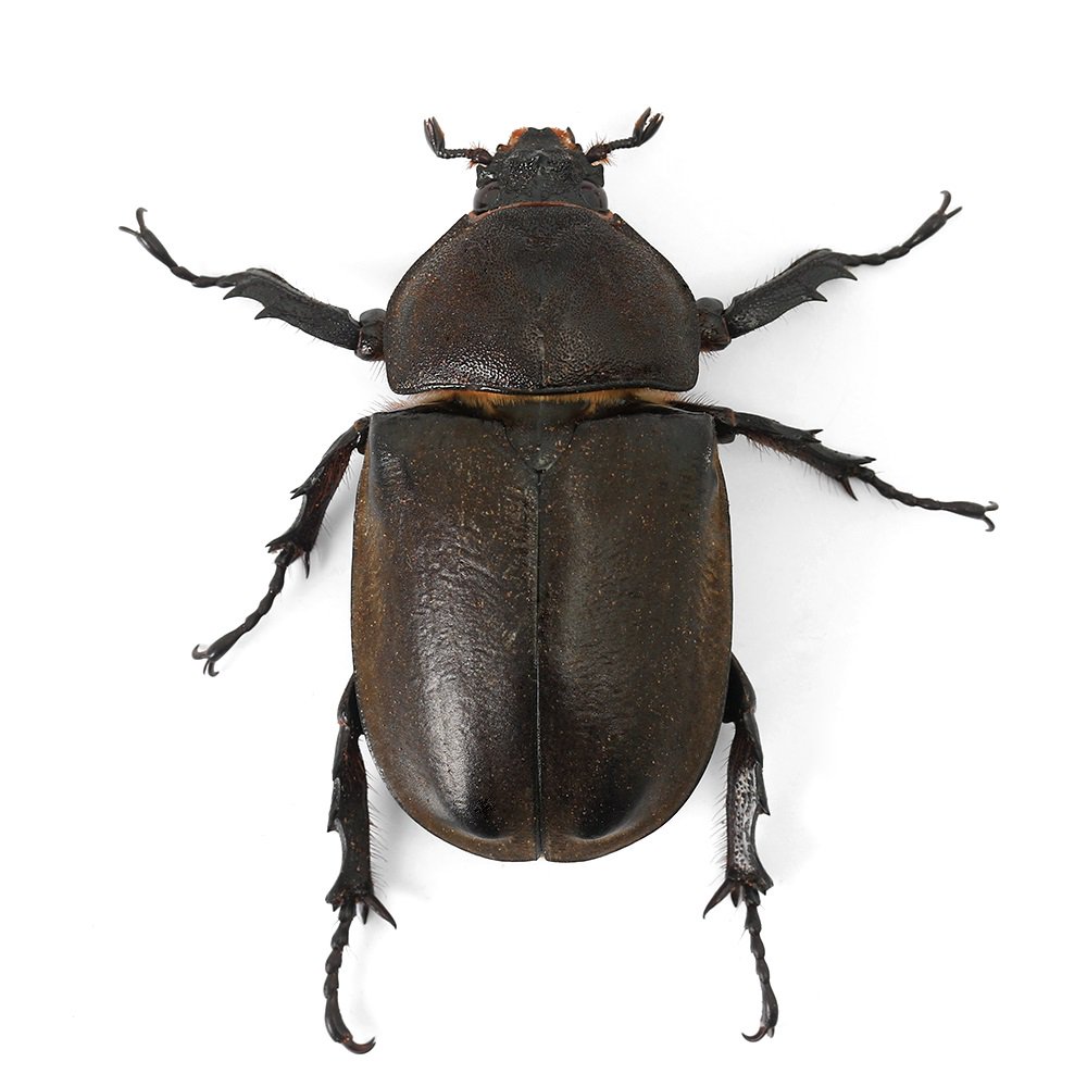 �ʺ���˹񻺥��֥ȥॷ�������2��3��ˡ�1ɤ�ˡ��̳�ƻ���彣�Ҷ������ݲ�