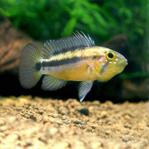 （熱帯魚）アピストグラマ・アタフアルパ（ワイルド）（1ペア）　北海道・九州航空便要保温