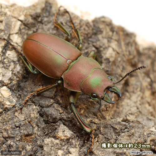 （昆虫）コツヤクワガタ　マレーシア産　成虫　WD　サイズフリー（1ペア）　北海道・九州航空便要保温
